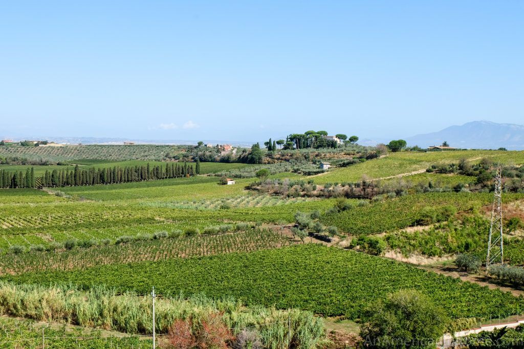 FRASCATI WINE TOUR FROM ROME BY MINIVAN WITH LUNCH INCLUDED: AMONG VINEYARDS AND TASTINGS